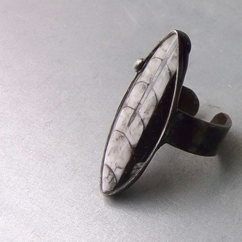 Minulost (ortoceras) — foto 1