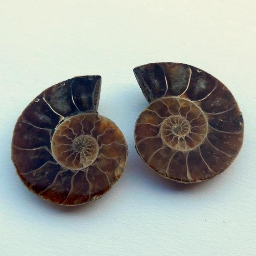 Amonit (fosílie) - pár 03 — foto 1