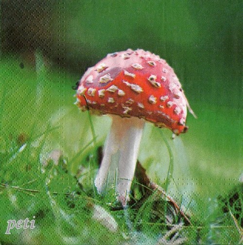 Ubrousek muchomůrka