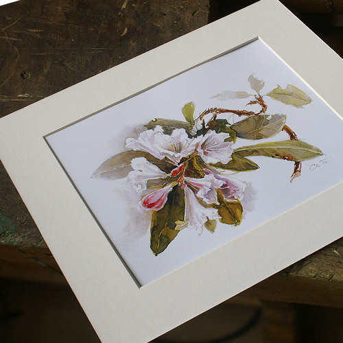 Rhododendron 2 - tisk A4