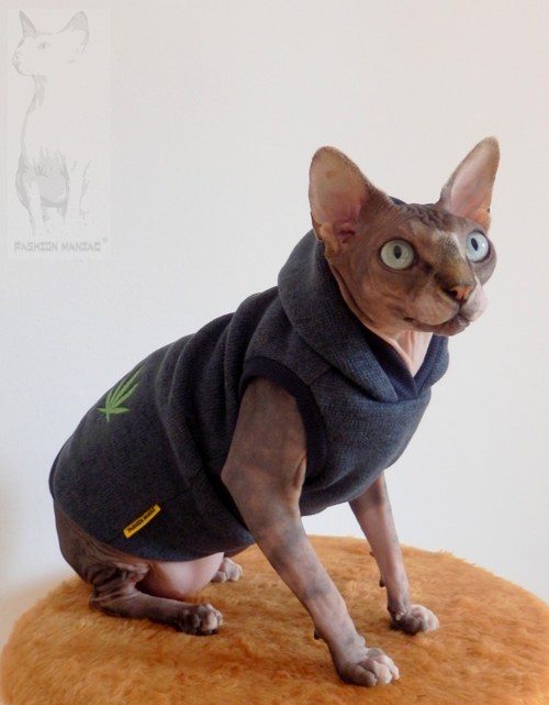 Svetr pro Sphynxí pohodáře:-)) — foto 1