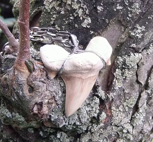 Žraločí zub 2. — foto 1