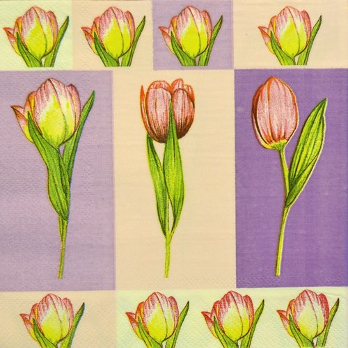 Tulipány na fialové
