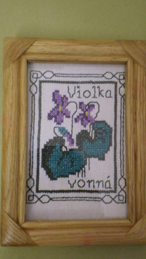 Violka vonná — foto 1