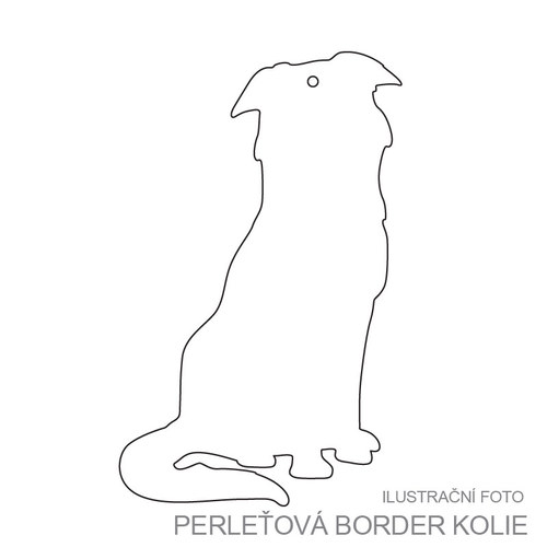Border kolie - perleťová — foto 1