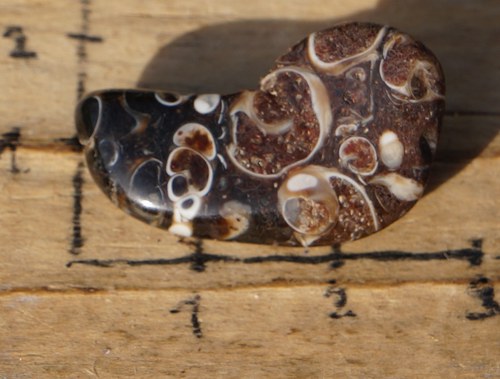 Turritella B4404 — foto 1