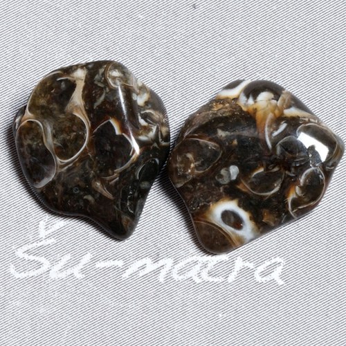 Turritella - pár — foto 1