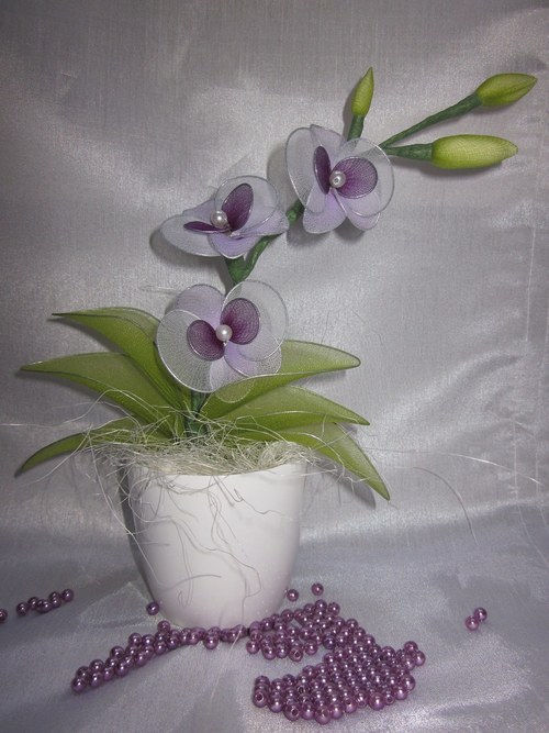 ***Mini Orchidej*** — foto 1