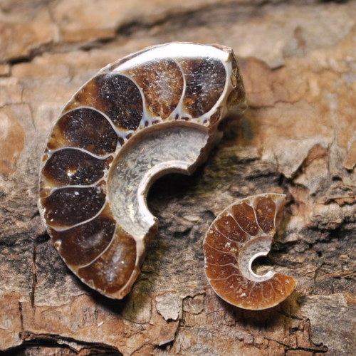 AMO14 - Amonit 24x14 mm+mini /2 ks — foto 1