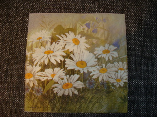 Kopretiny — foto 1