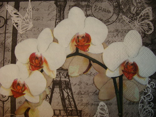 Bílé orchideje a Paříž — foto 1