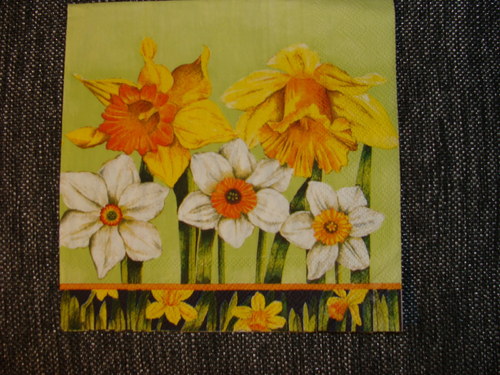 Narcisy