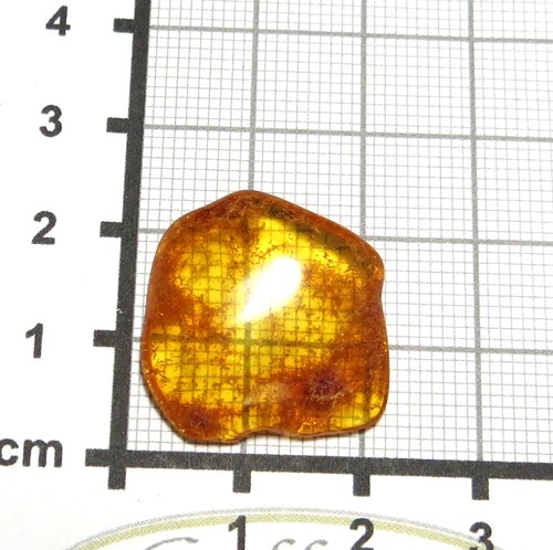Přírodní Jantar - Litva č.011 — foto 1