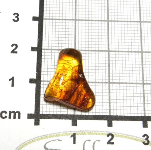 Přírodní Jantar - Litva č.012 — foto 1
