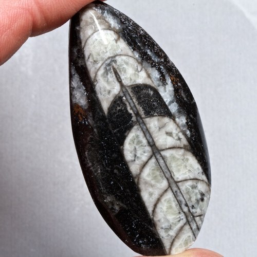 Orthoceras — foto 1