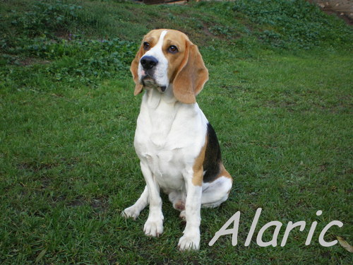 Bígl/beagle