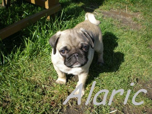 Štěně mopsíka