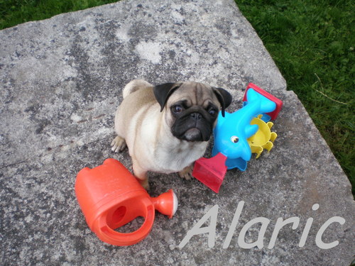 Mops a hračky — foto 1
