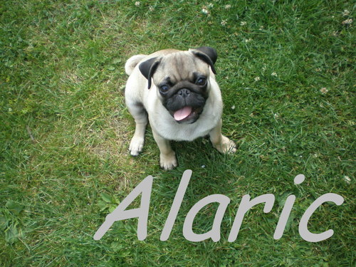Mopsík
