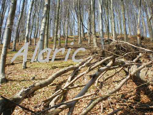 Bukový les II.
