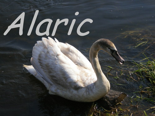 Labuť