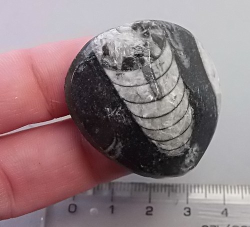 Orthoceras B780 — foto 1