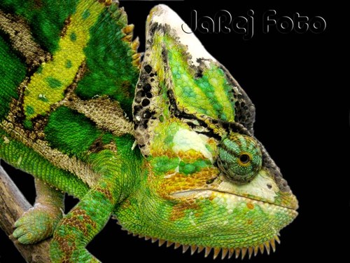 Chameleon