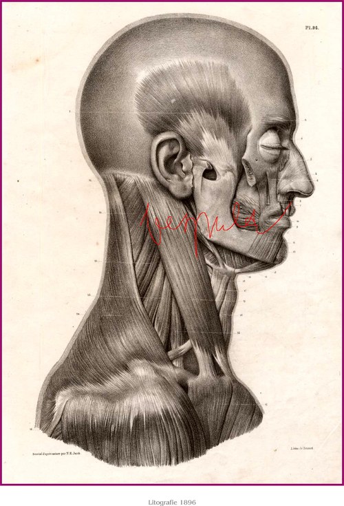 Anatomická studie svalů hlavy a krku.