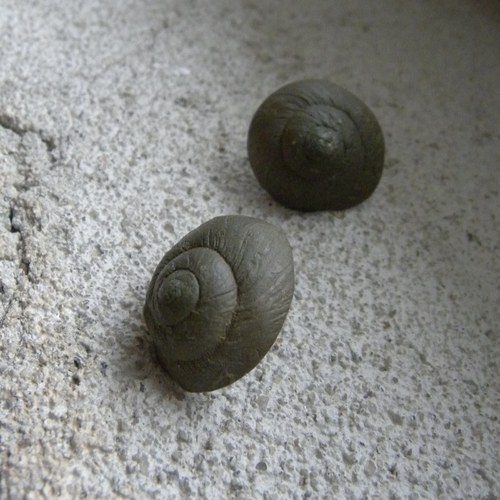 Náušnice ulity — foto 1