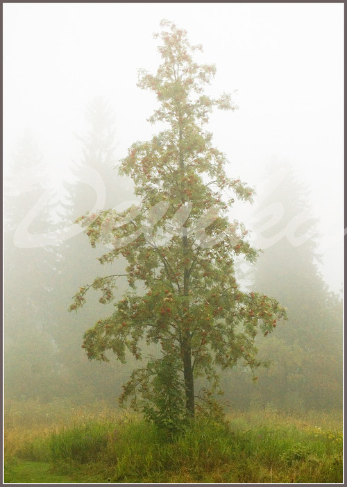 Jeřabina - A4 — foto 1