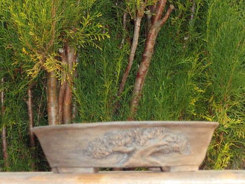 Bonsai miska oválná — foto 1