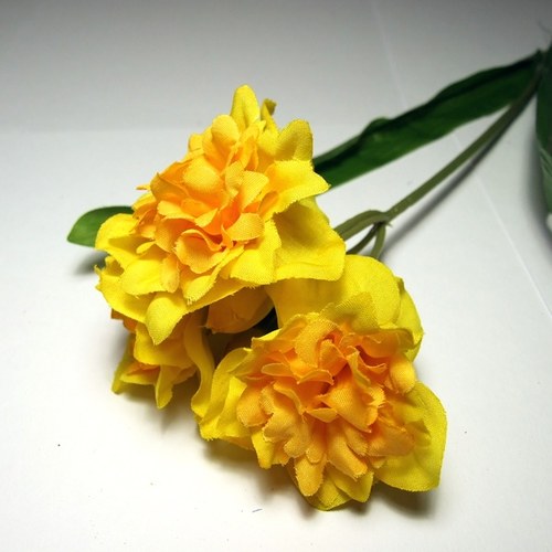 Narcis plnokvětý — foto 1
