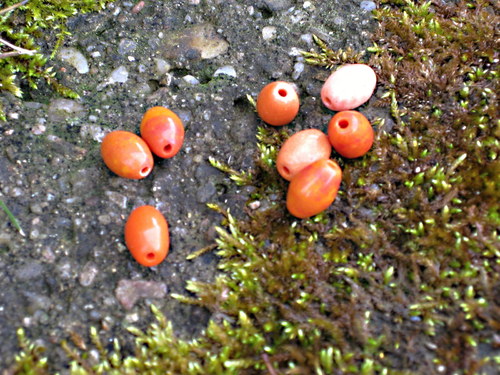 Skleněné oválky, olivky 1 cm. — foto 1