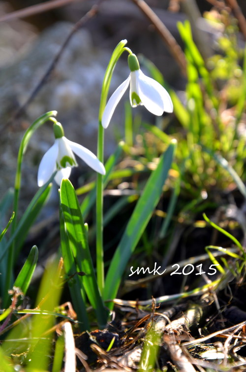 Sněženková - autorská fotografie