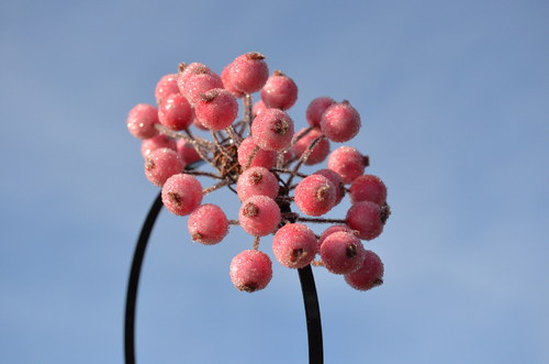 Bobule růžová - čelenka kovová — foto 1