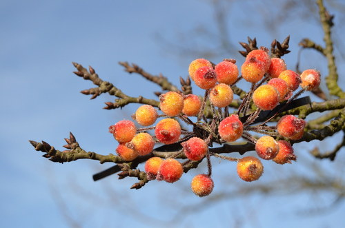 Bobule zmrzlý šípek- čelenka kovová — foto 1