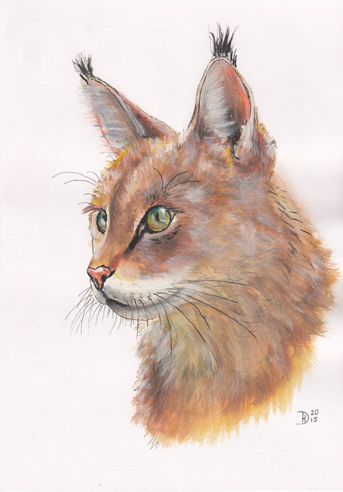 Kočka bažinná - autorský arch