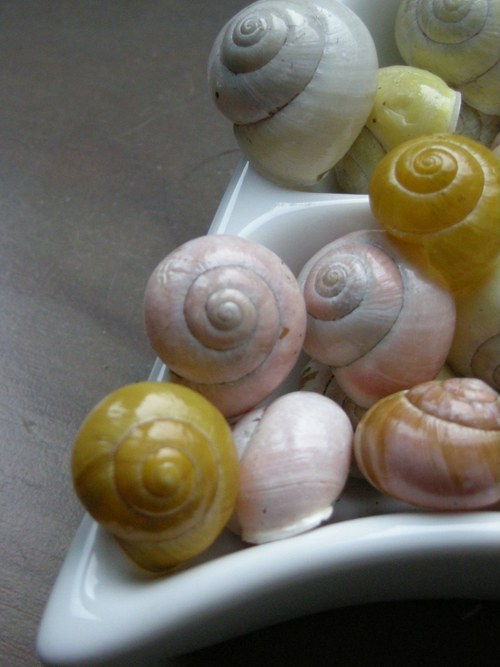 Malováno přírodou - páskovky — foto 1