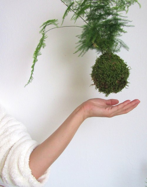 Kokedama Asparagus plumosus — foto 1