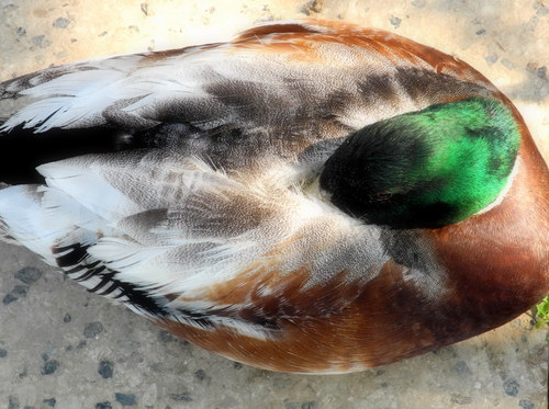 Pohodička