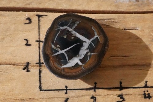 Septárie s pyritem - B7704 — foto 1