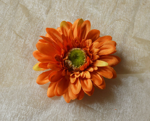 Oranžová gerbera — foto 1