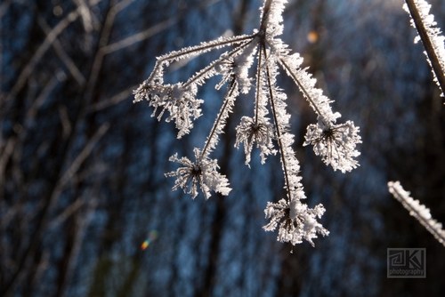 275. Frozen I - autorská fotografie