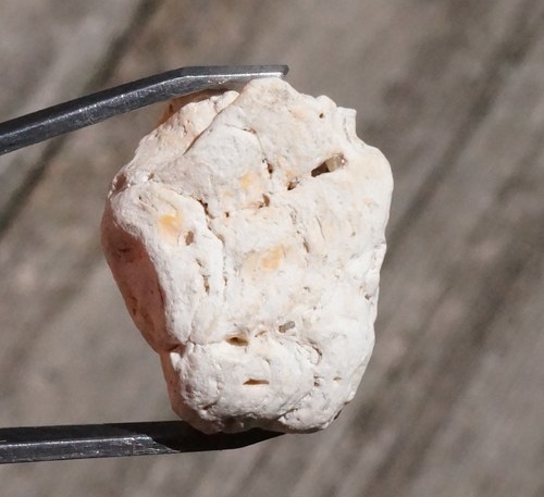 Korál B8092 — foto 1