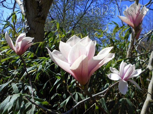 Magnolie