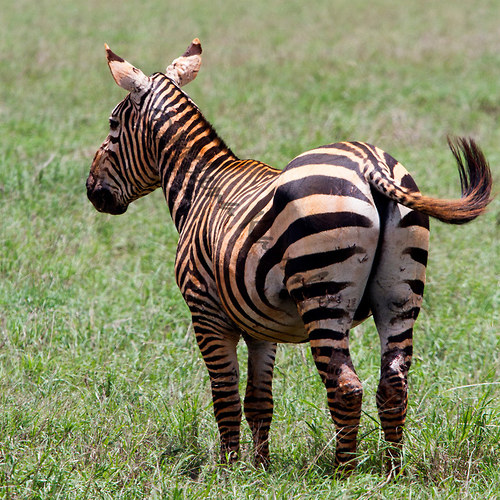 Zebra