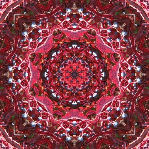 Mandala psího vína 01