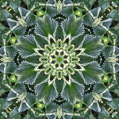 Mandala kopřiv z českých Luhů 01