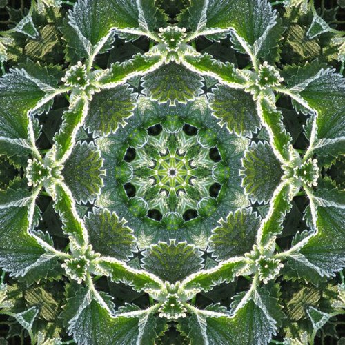 Mandala kopřiv z českých Luhů 02