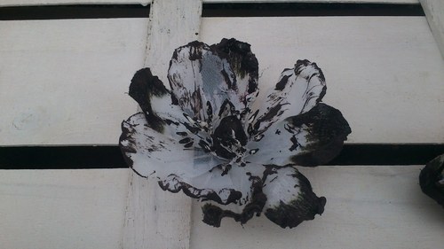 Magnólie bílo černá — foto 1